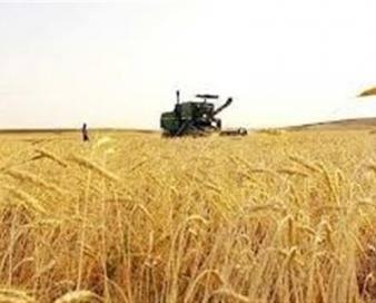 بیمه فراگیر بیش از 7 میلیون هکتار از اراضی گندم کشور