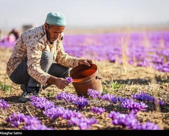 قاچاق زعفران مانع اصلی صادرات طلای سرخ ایران