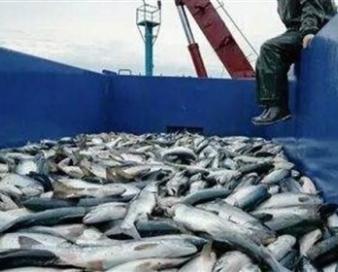 ماهی‌هایی که ایرانی‌ها نمی‌خورند اما ارزآوری می‌کنند/ صادرات 114 میلیون دلاری آبزیان