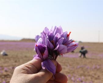 زعفران خراسان جنوبی، بالاترین عیار جهانی را دارد ؛ خلاء نبود فرآوری و صادرات هدفمند