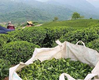 صادرات چای ۳۲ درصد افزایش یافت