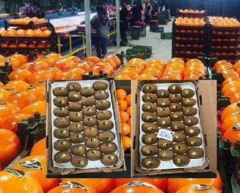 صادرات بیش از ۸۵ هزار تن محصول باغی مازندران