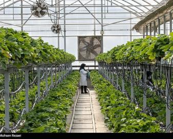 احداث 70 هکتار گلخانه جدید در چهارمحال و بختیاری