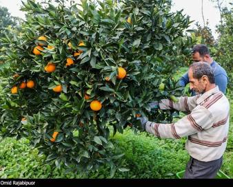 کشاورزی ‌مبتنی بر فناوری در شمال/ شناسنامه الکترونیکی باغات صادر شد