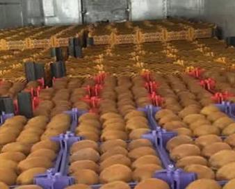 صادرات بیش از ۴ هزار تن محصولات کشاورزی از بندر امیرآباد