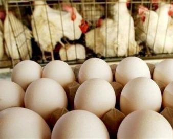 قیمت مرغ و تخم‌مرغ در خراسان جنوبی 8 درصد کمتر از میانگین کشوری است