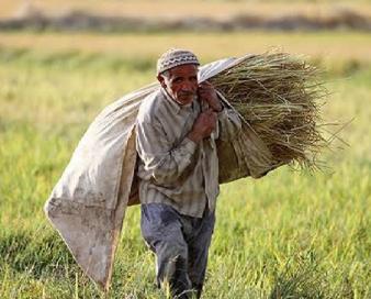 کشاورزان لرستانی می‌کارند، اما سود درو نمی‌کنند؛ بحران نهاده‌ها و بیمه ناکارآمد