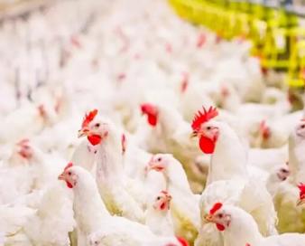 رشد ۶۳ درصدی تخم مرغ خوراکی