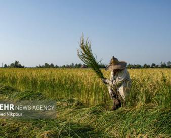 جهش تولید در شالیزارها آغاز شد