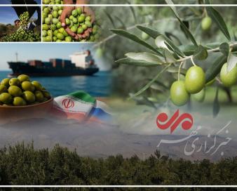 زیتون رودبار؛ میراث تاریخی و فرصت مغفول اقتصادی جنوب گیلان