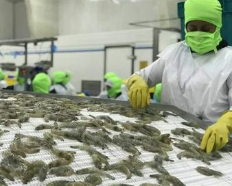 اصلاح نژاد و بانک ژن اولویت حوزه شیلات کشور