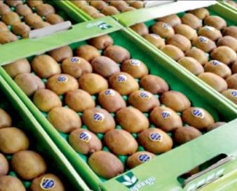 صادرات بیش از ۹۵ هزار تن کیوی و مرکبات مازندران به بازار جهانی