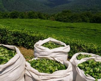 صادرات چای ۱۰ درصد افزایش یافت/ ترکیه مقصد اول چای صادراتی ایران