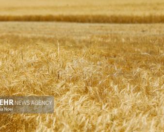 بازنگری در بیمه گندمزارها؛ سهم کشاورز از حق بیمه حذف شد
