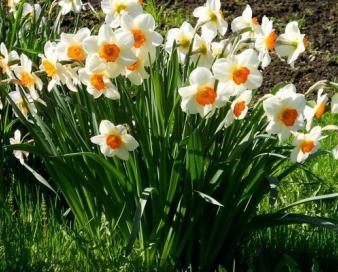 طلوع «نرگس» در ایلام؛ عطر اشتغال و صادرات استان را فرا گرفت