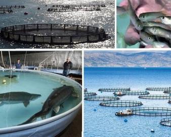 جهش ۱۱۸ درصدی راندمان در صنعت شیلات و آبزیان استان بوشهر