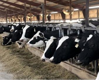 تکمیل بانک اطلاعات دام مازندران با ثبت ۶۶۰ هزار رأس