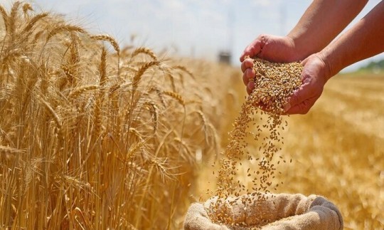 آغاز پرداخت مطالبات گندم‌کاران/ واریز بخش اول مطالبات