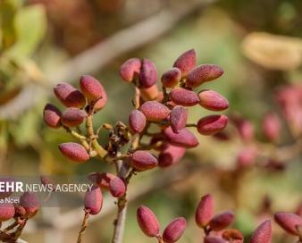 طلای سبز رفسنجان در محاصره خشکسالی و تغییرات اقلیمی