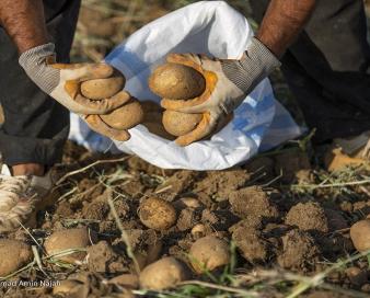 صادرات سیبزمینی تا پایان سال ممنوع است