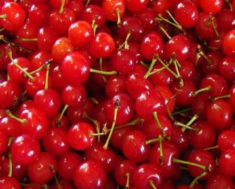 آغاز صادرات آلبالو از مراغه به روسیه