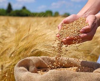 پرداخت بیمه خسارات بخش کشاورزی کاهشی شد