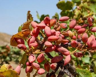 چالش صادرات پسته یزد؛ از انحصار تا بلاتکلیفی آزمایشگاه مجهز آفلاتوکسین