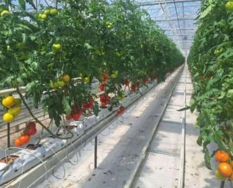 قطب گلخانه‌ای ایران در جنوب کرمان؛ ۵.۵ تن محصول روانه بازار می شود