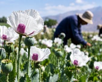 کشت شقایق الیفرا؛ ظرفیتی برای ارزآوری و اشتغال ۴ هزار نفر
