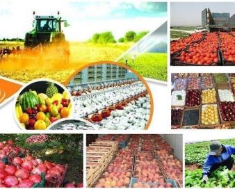 صنایع تبدیلی؛ حلقه مفقوده زنجیره ارزش کشاورزی استان زنجان