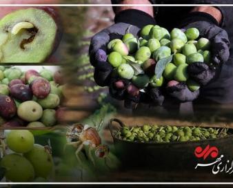 خطر مگس زیتون برای باغات کم بار گیلان؛ نسخه کارشناسان چیست؟