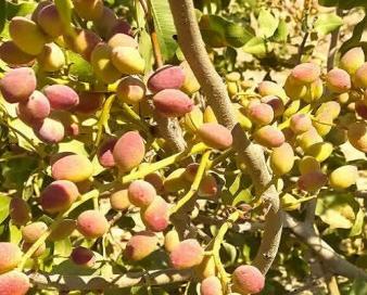 «پسته» محصول تازه زاگرس؛ کشاورزی پوست می‌اندازد