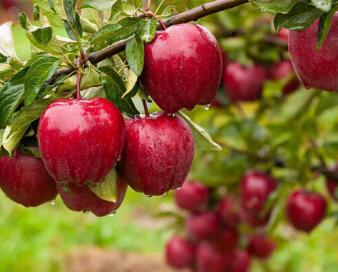 جشنواره سیب سمیرم تحول اقتصادی و توسعه گردشگری جنوب اصفهان رارقم میزند