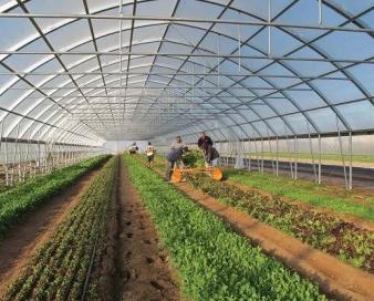 هدفگذاری برای توسعه ۴۰۰ هکتاری گلخانههای مدرن در آذربایجان شرقی